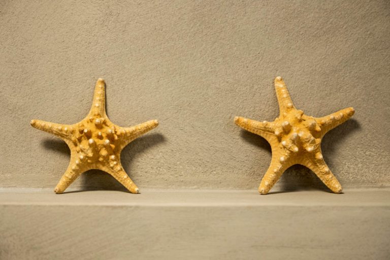 Tow starfish for decoration